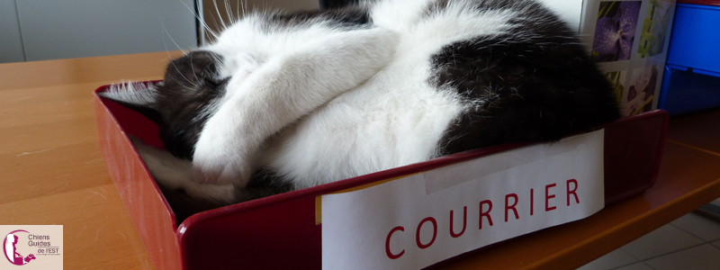 Chat qui dort dans une boite à courrier