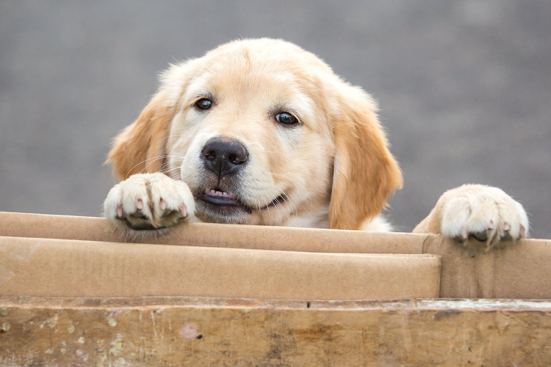 Chiot labrador dans un carton