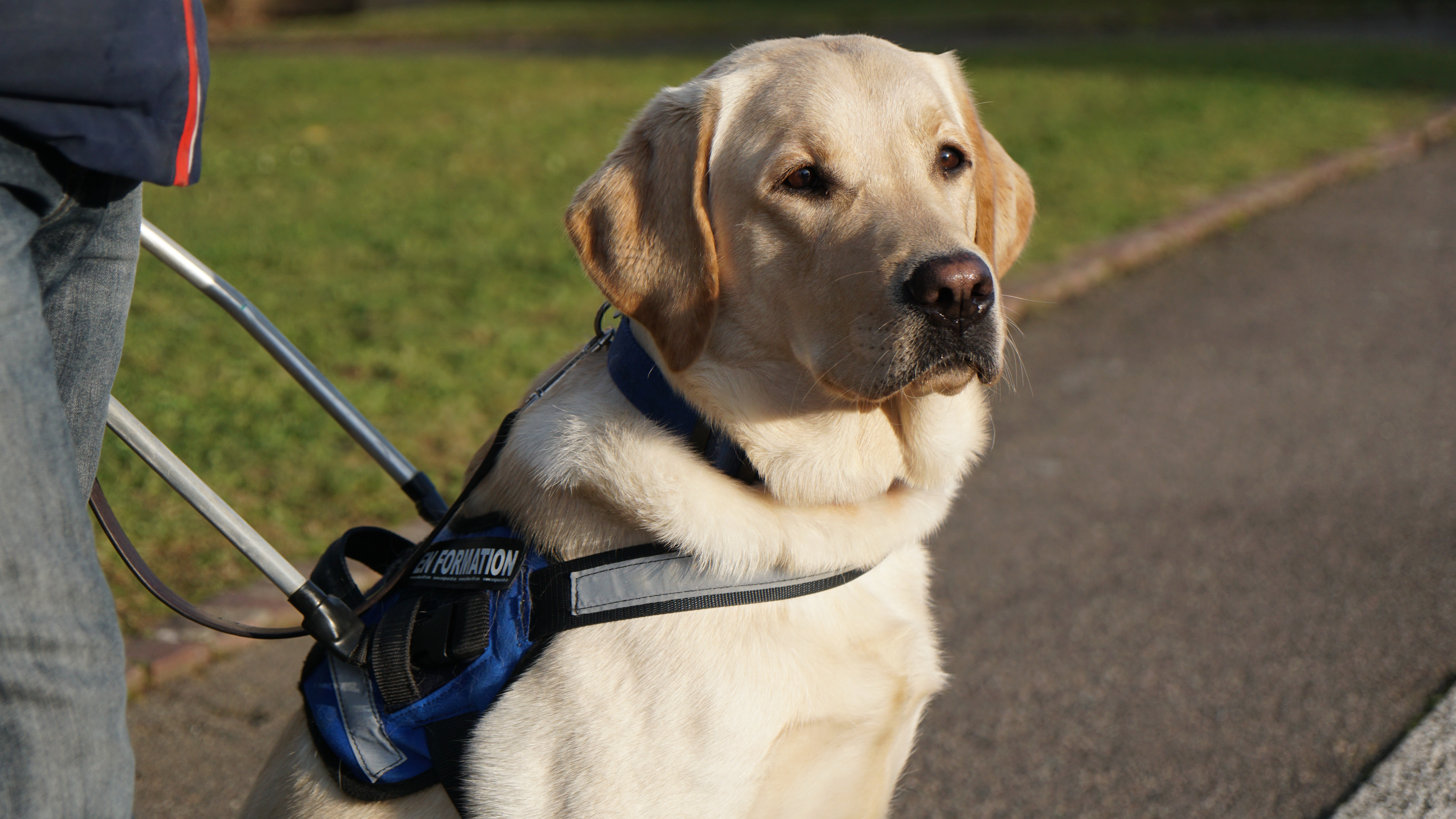 Labrador blanc tenu en laisse
