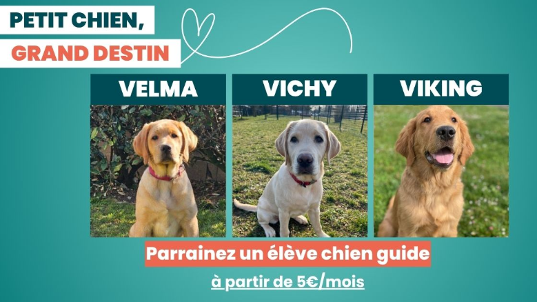 Accompagnez un chiot tout au long de sa formation pour l'aider à devenir un chien guide d'exception.