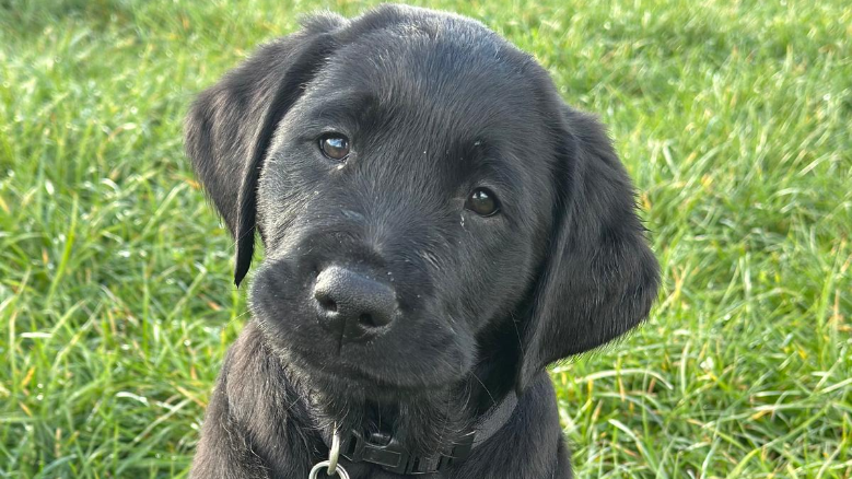 Buddy
