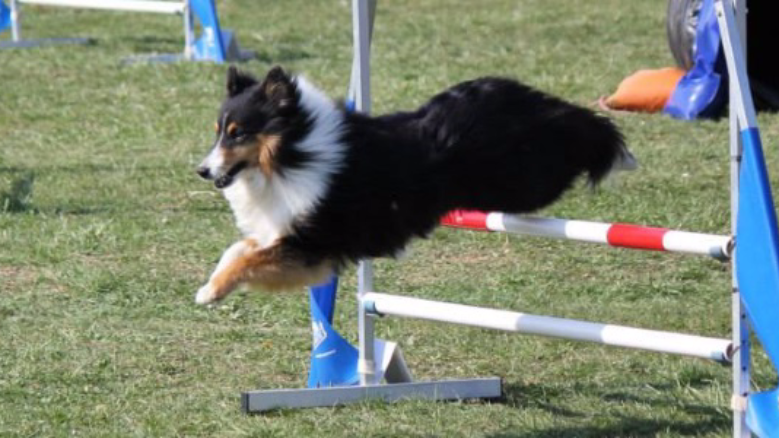 Stand Fête du chien - Dolving - dimanche 19 juin 2022