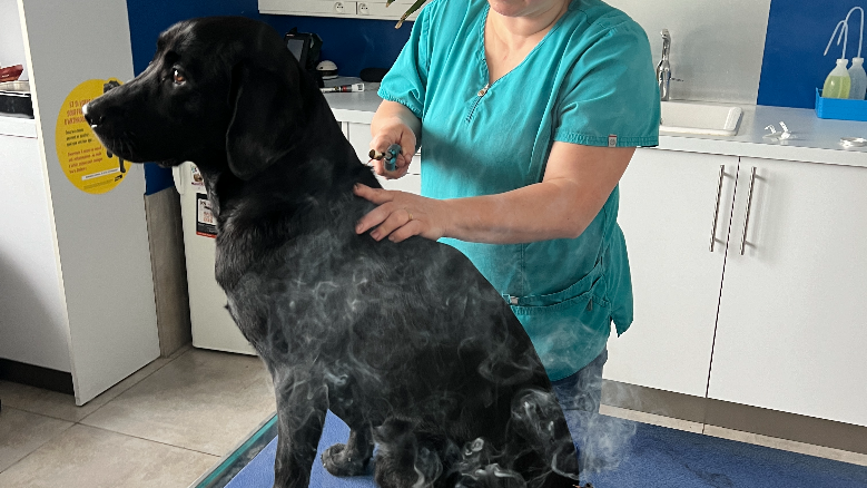 La médecine traditionnelle chinoise sur nos chiens 🐶